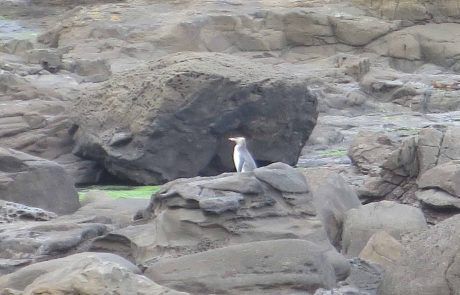 Pingüino de ojos amarillos en Curio Bay