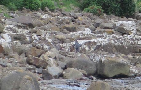 Pingüino de ojos amarillos en Curio Bay