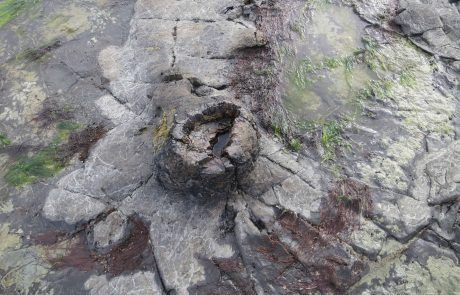 Bosque petrificado en Curio Bay