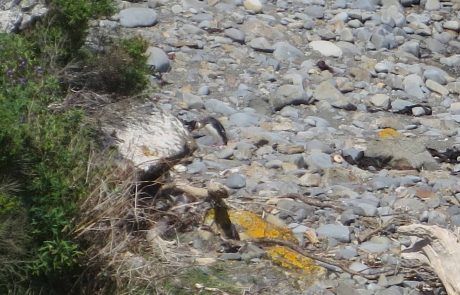 Pingüino amarillo volviendo de pescar en Roaring Bay