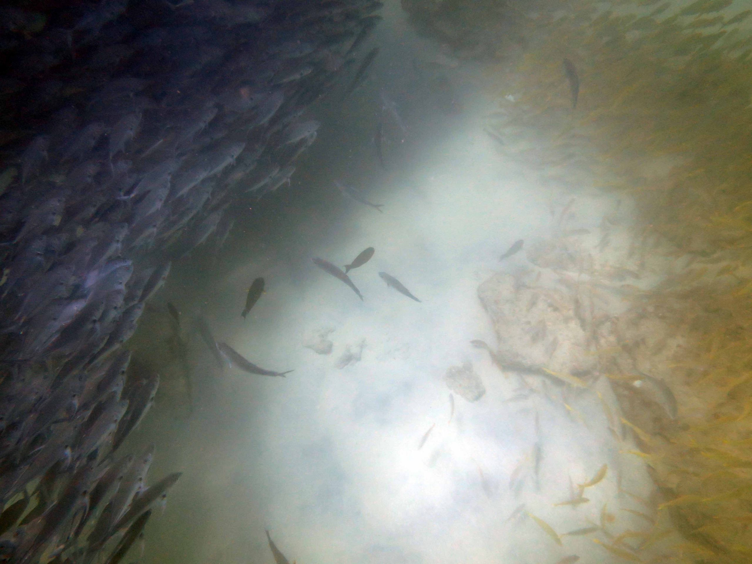 Bancos de Jureles y goatfish al bucear en Cabo Pulmo - Los Morros