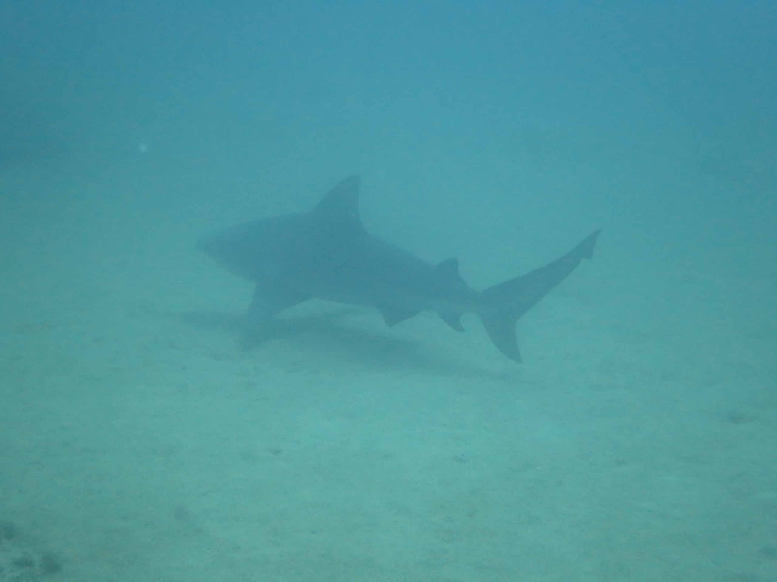 Bull Shark al bucear en Cabo Pulmo